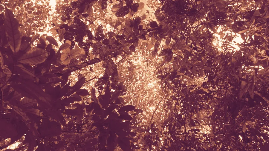 Chioma di una foresta tropicale vista dal basso